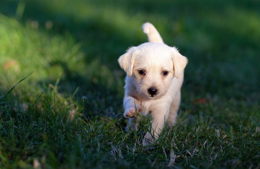 Image of puppy